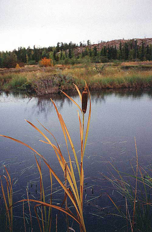 Western Bullrush