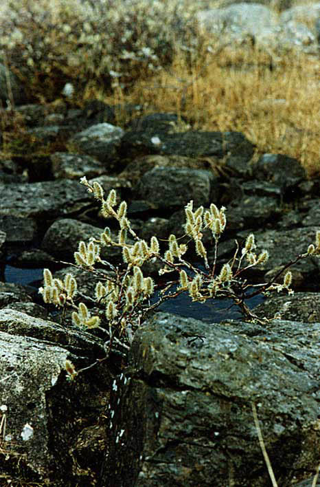 arctic willows